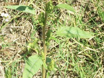 Chenopodium o Amaranthus ? - Amaranthus sp.